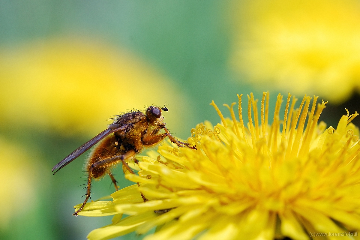 Mosca su tarassaco.jpg